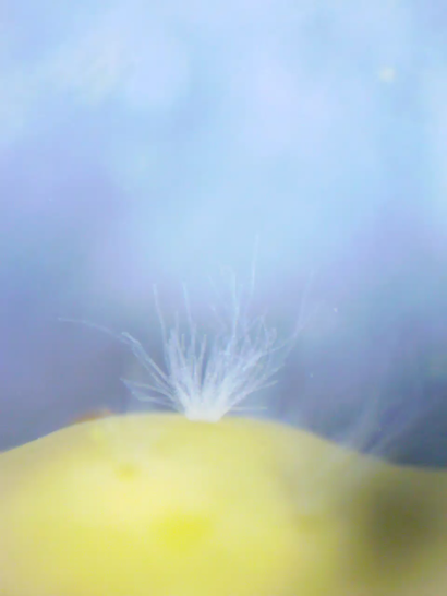 2. Microbial effects on hosts across ontogeny and beyond physiology